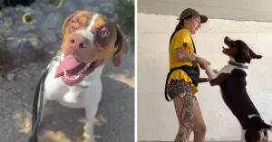 Malta'daki barınağa terk edilen genç köpek Chip, yeni bir yuva arıyor