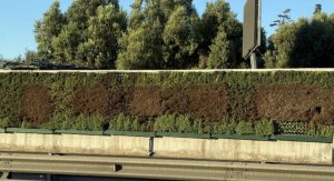 Marsa–Ħamrun çevre yolundaki yeşil duvarın son canlandırma çabası birkaç ayda soldu, hukuki işlem gizemi sürüyor