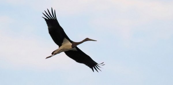 Buskett dışında yüksek koruma altındaki kara leylek öldürüldü – BirdLife Malta