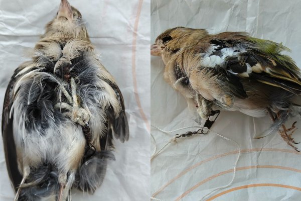 Madliena'da yasa dışı tuzak düzeneğine takılı yaralı ispinoz bulundu