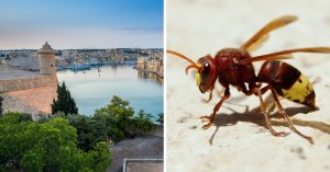 Malta, Doğu eşek arısı istilasına karşı 1 milyon euroluk eylem planını açıkladı