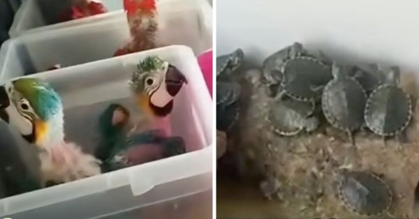Maltalı evcil hayvan dükkanı sahibi Sicilya'da ele geçirilen hayvanlarla ilgili kaçakçılık iddiasını reddetti