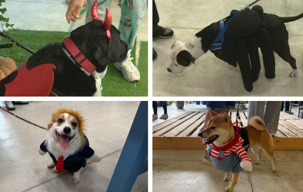 Hayvan refahına dikkat çekmek için 200'den fazla köpek Cadılar Bayramı kostümü giydi