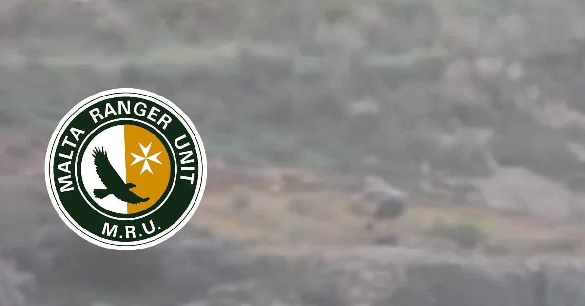 Malta Rangers Birimi, Gozo'da sezon öncesi yasa dışı ispinoz avı şüphesini görüntülerle belgeledi