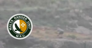 Malta Rangers Birimi, Gozo'da sezon öncesi yasa dışı ispinoz avı şüphesini görüntülerle belgeledi