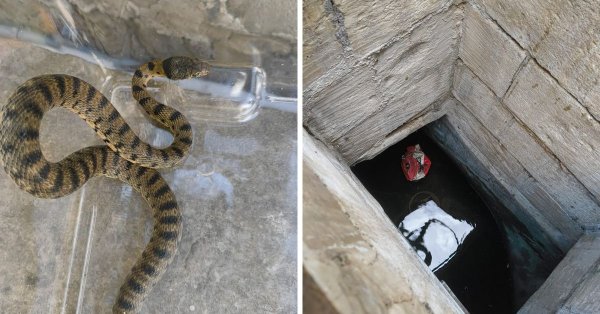 Pietà'da kuyuya sıkışan nadir Cezayir kamçı yılanı kurtarıldı