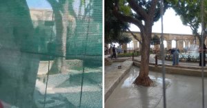 Valletta Upper Barrakka'da ağaç çevresindeki beton endişe yarattı, yetkililer geçici olduğunu açıkladı