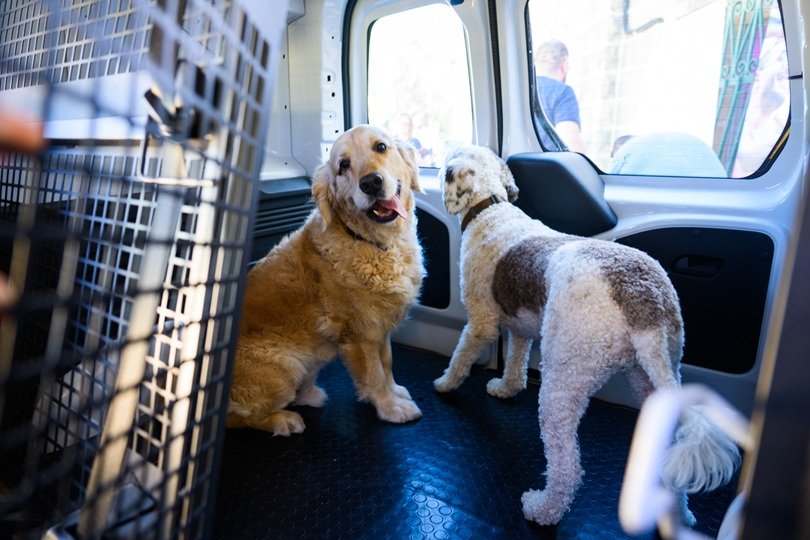 Yardım köpeği vakfı Service Dogs Malta'ya, engelli bireylerin bağımsızlığı için araç desteği