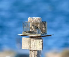 Malta, AB ihlal sürecine rağmen ötücü kuş avını yine 'araştırma' diye savunuyor