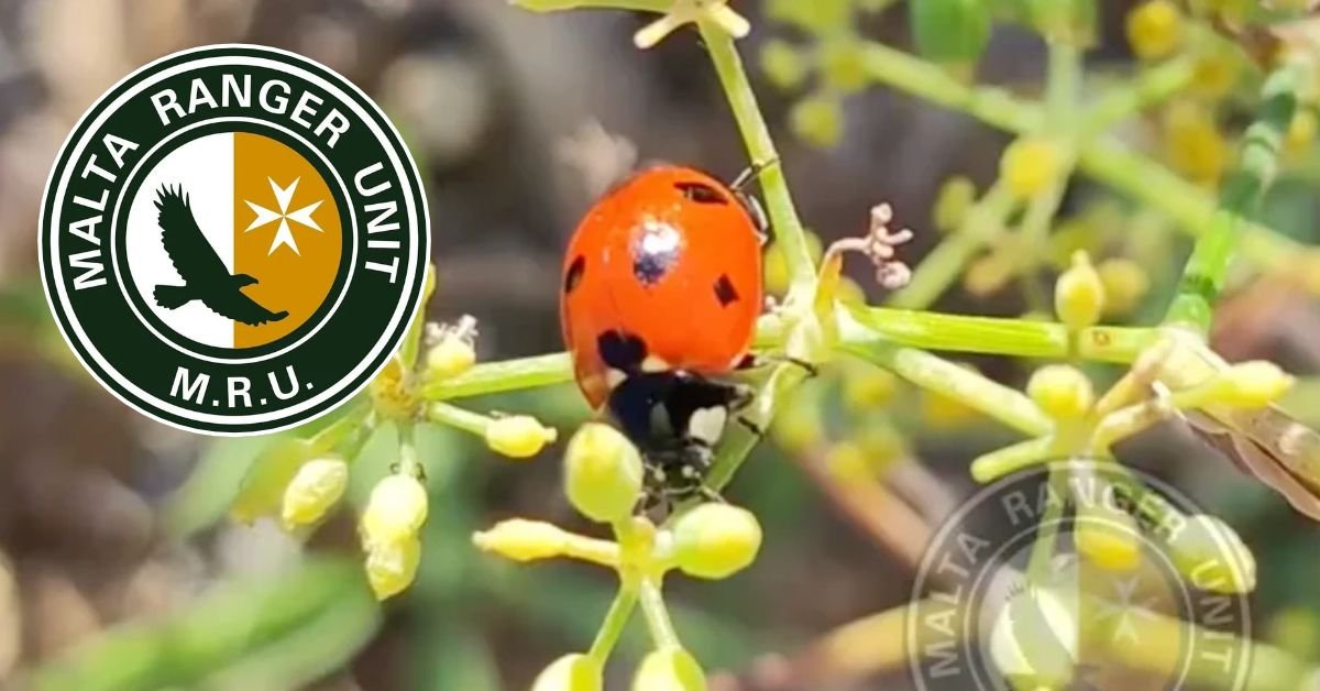 Malta'da yedi noktalı uğur böceğini bulmak giderek zorlaşıyor
