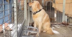 Kötü koşullardan kurtarılan köpek Abbey'e ikinci şans