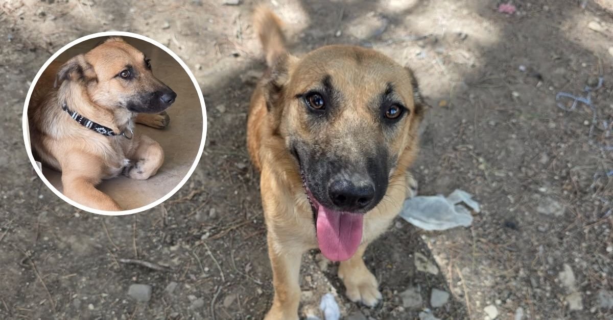 Dingli'de kaybolan köpek Gina için yardım çağrısı