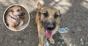 Dingli'de kaybolan köpek Gina için yardım çağrısı