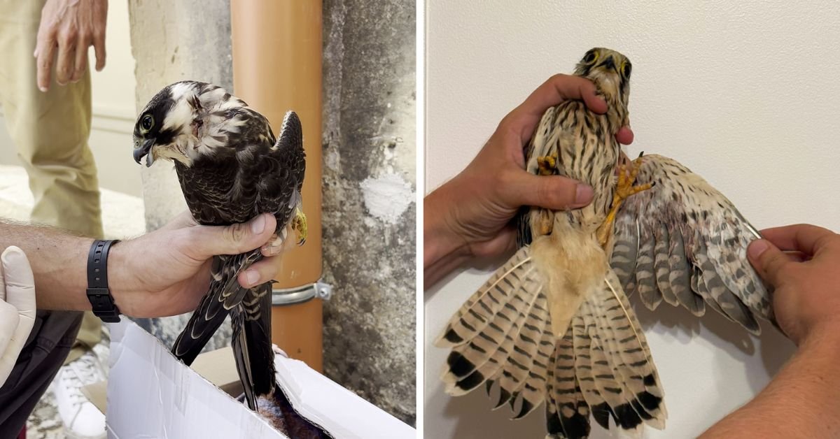 BirdLife Malta, korunan kuş suçlarında ceza indirimi önerisine karşı çıktı