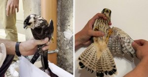 BirdLife Malta, korunan kuş suçlarında ceza indirimi önerisine karşı çıktı
