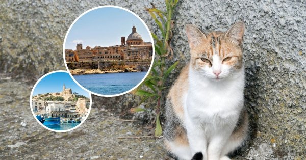 Malta ve Gozo'da iki yılda 4.600'den fazla kedi kısırlaştırıldı, maliyet 300 bin euroyu aştı