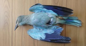 ORNIS'te kuş koruma cezalarının hafifletilmesi oylaması: BirdLife karşı, avcı federasyonu FKNK lehte