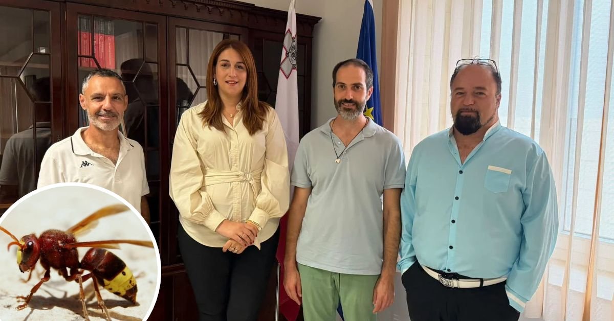 Parlamento Sekreteri Alicia Bugeja Said uyardı: Eşek arıları sokak kedileri için de tehlike olabilir