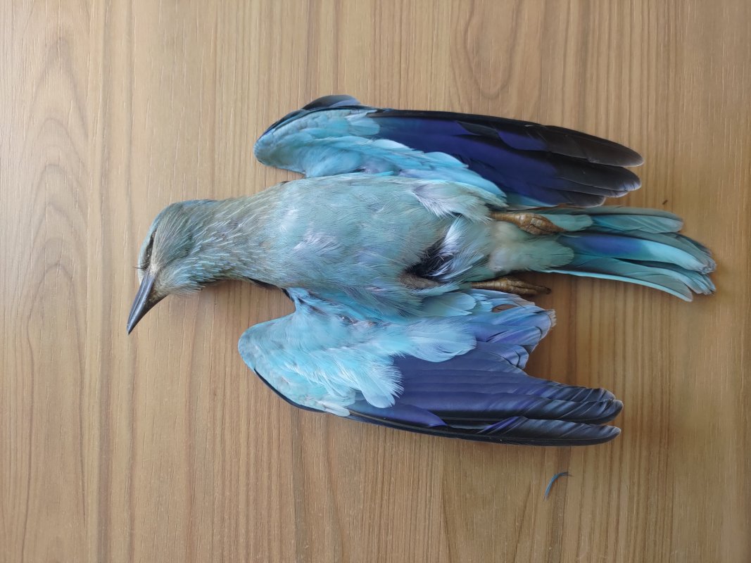 Ornis Komitesi, yasadışı av cezalarını hafifleten hükümet teklifini onayladı