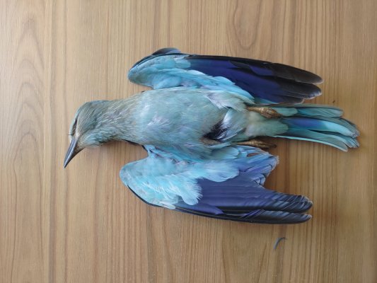 Ornis Komitesi, yasadışı av cezalarını hafifleten hükümet teklifini onayladı