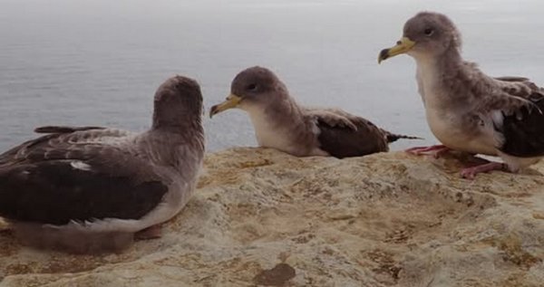 Natura 2000 alanındaki müzik etkinliğine kuş koruma örgütü BirdLife Malta'dan tepki