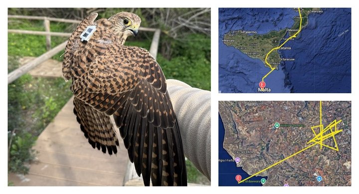 GPS takılı kerkenez, Malta'ya döndükten dört gün sonra öldürülüp denize atıldı
