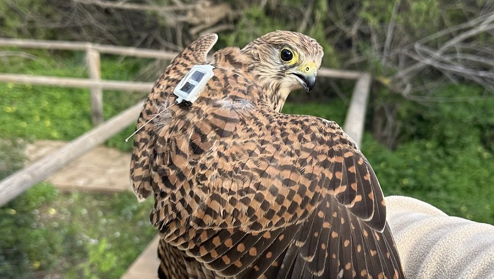 Çevre örgütü BirdLife Malta: Tedavi edilen kerkenez Fiddien'de öldürüldü