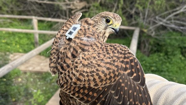 Çevre örgütü BirdLife Malta: Tedavi edilen kerkenez Fiddien'de öldürüldü
