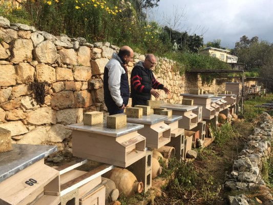 Malta'da 368 kayıtlı arıcı var; üç adanın hepsinde kovan bulunuyor