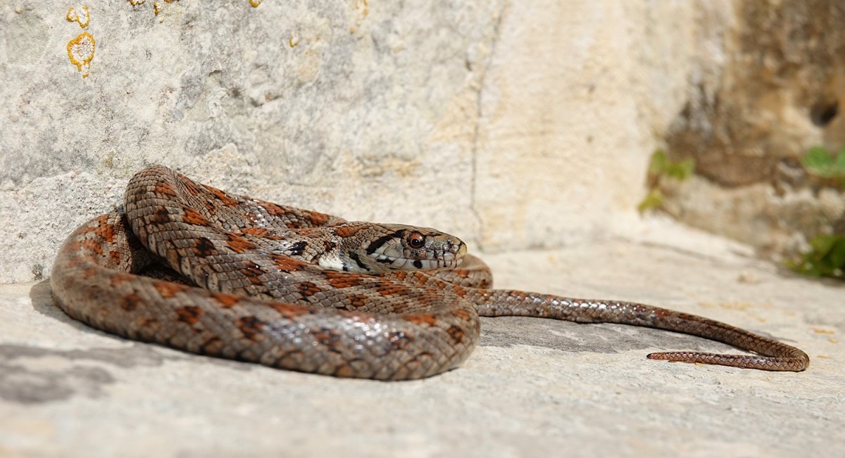 Leopar yılanı yok olma tehlikesiyle karşı karşıya: Görülen sayı 18'e düştü